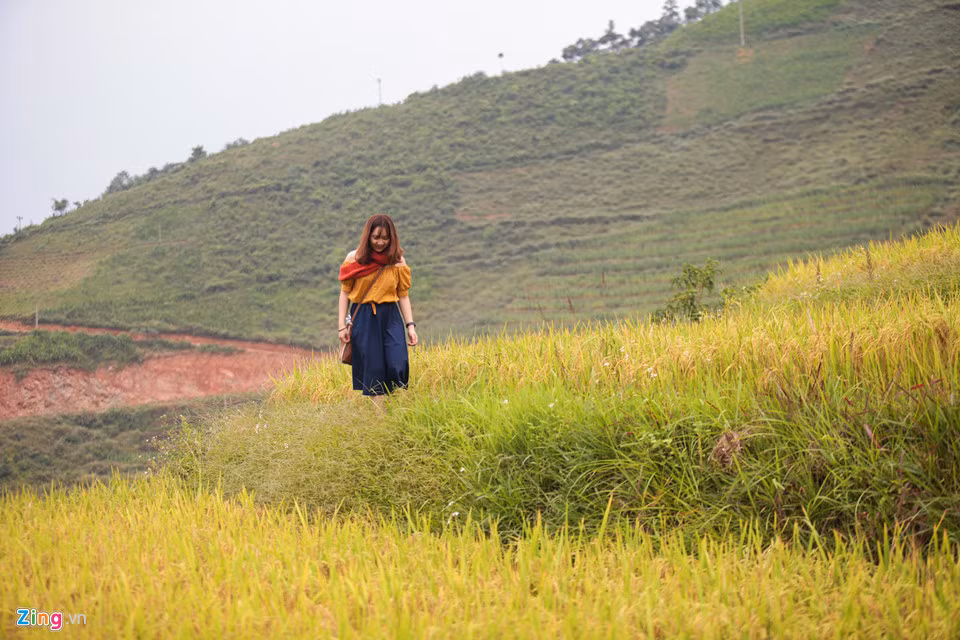 Không chỉ có tam giác mạch Hà Giang mùa này còn có những ruộng lúa chín vàng đang vào mùa gặt.