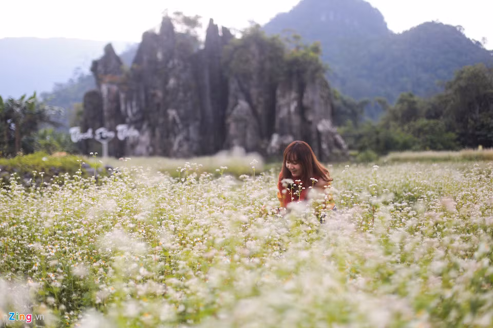 Hà Giang đang vào mùa đẹp nhất trong năm với những cánh đồng tam giác mạch trải dài khắp thung lũng, len lỏi trong những vách đá tai mèo. Bạn có thể dừng ở bất kỳ vườn hoa nào ven đường để chụp hình. Một số nơi có thu tiền phí vào vườn, khoảng 10.000 đồng/người.