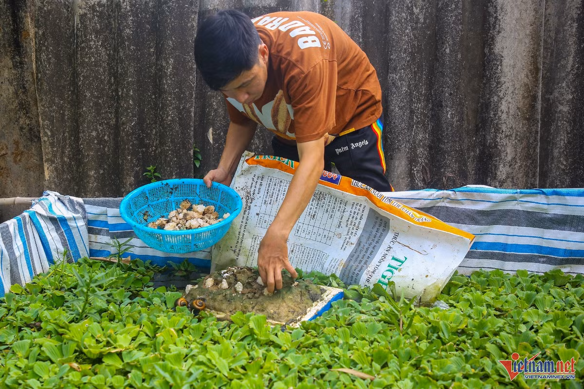 Kỹ sư công nghệ về quê nuôi ốc, thu nhẹ lãi nửa tỷ mỗi năm - Hình 3 Ky su cong nghe ve que nuoi oc, thu nhe lai nua ty moi nam-Hinh-3