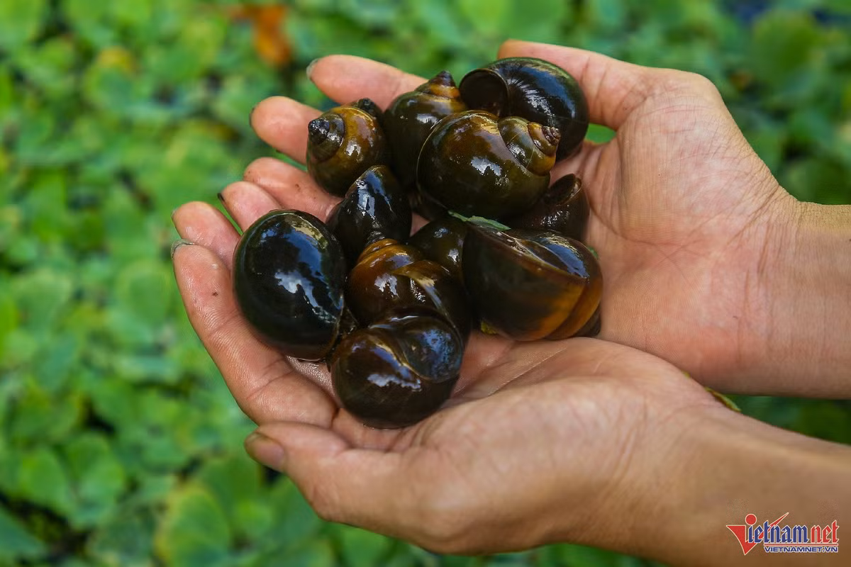 Kỹ sư công nghệ về quê nuôi ốc, thu nhẹ lãi nửa tỷ mỗi năm - Hình 2 Ky su cong nghe ve que nuoi oc, thu nhe lai nua ty moi nam-Hinh-2