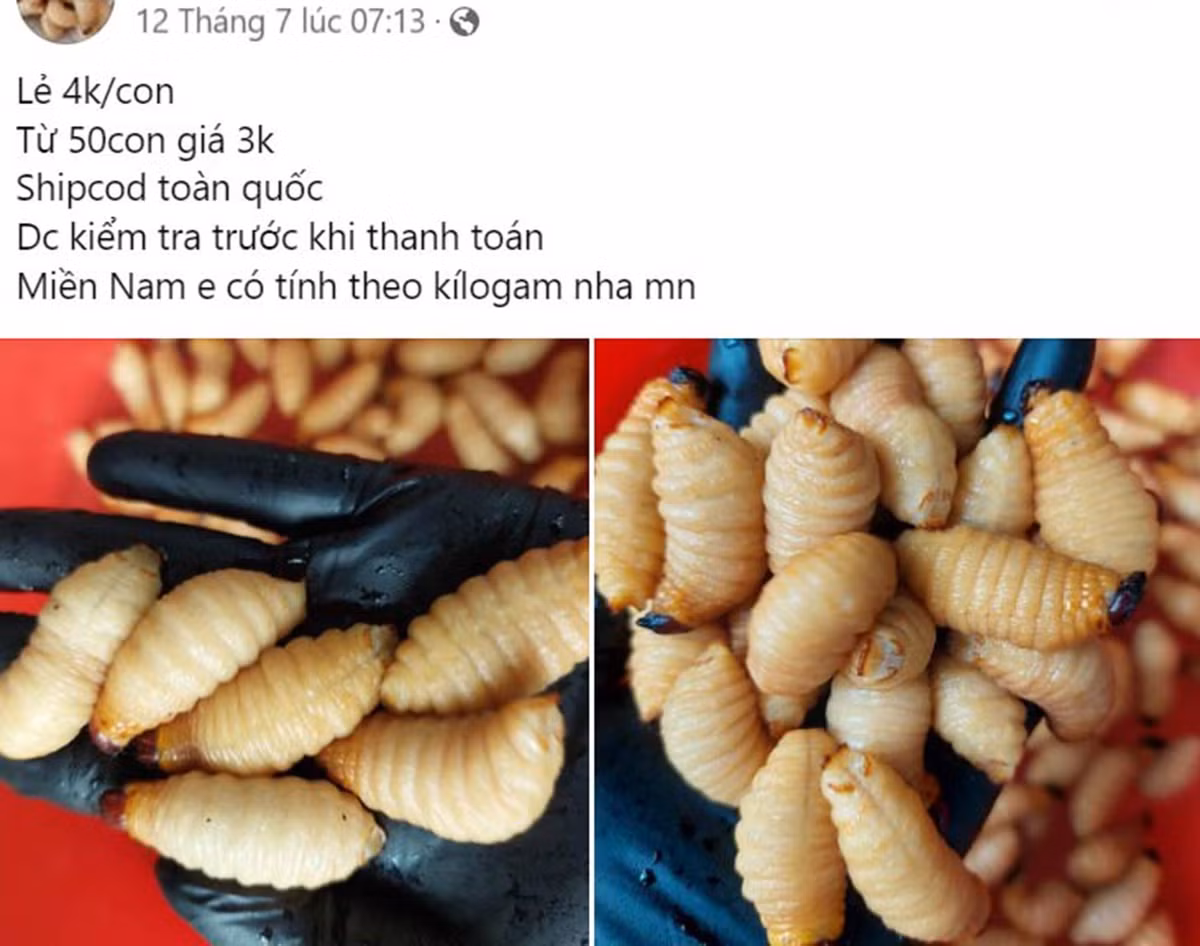 Con 'ngoe nguẩy' bị cấm vẫn được bán công khai, ví như đặc sản Con 'ngoe nguay' bi cam van duoc ban cong khai, vi nhu dac san