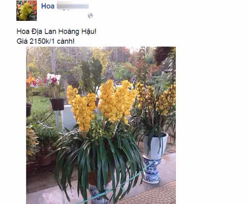 Các cửa hàng hoa đã rậm rịch rao giá bán địa lan ngày Tết.