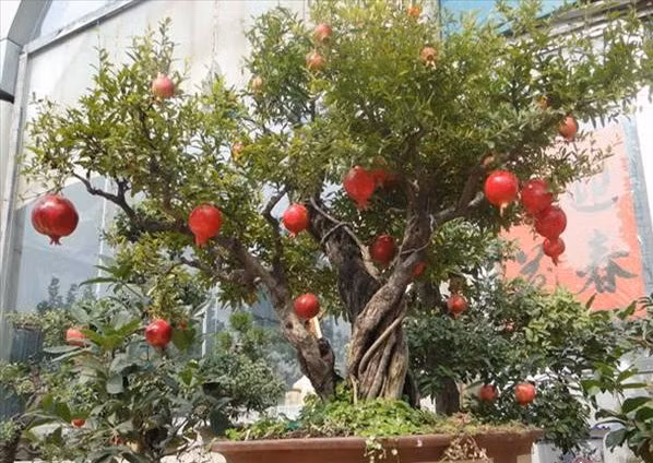 Cây lựu thích hướng về ánh nắng mặt trời, dễ trồng, dễ chăm sóc.Cộng với màu đỏ của trái, thạch lựu cảnh rất đẹp để trang trí cho căn nhà. Bên cạnh ý nghĩa phong thủy, nhiều người tin rằng nếu có loại cây này, tin tốt lành sẽ đến.