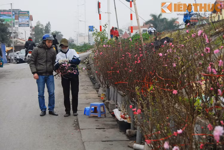 Đào Nhật Tân bắt đầu bày bán, nửa triệu đồng/cành Dao Nhat Tan bat dau bay ban, nua trieu dong/canh