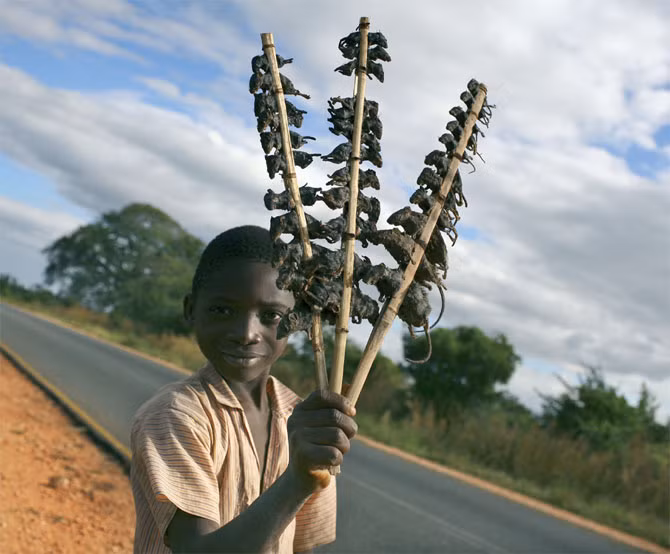 Chuột đồng nướng nguyên con là món ăn yêu thích của hầu hết người dân Malawi ở Châu Phi. Ảnh: Vice.