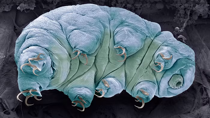 Như vậy chúng không hề già đi khi ngủ đông, trong khi những con Tardigrades không bị đóng băng vẫn liên tục già đi. Không khác những gì truyện cổ tích mô tả về công chúa ngủ trong rừng. Sau nhiều giấc ngủ đông dài, nhóm Tardigrades thứ nhất vô tình đã trẻ hơn về tuổi sinh học so với nhóm đối chứng, vì thế chúng sống lâu hơn.