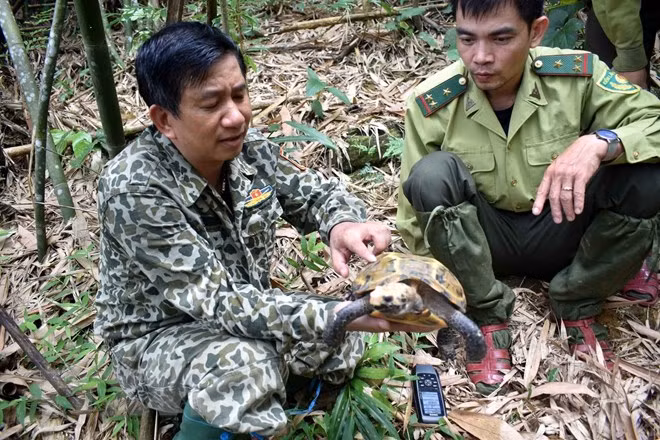 Ban quản lý thực hiện việc đánh giá hiện trạng quần thể, đặc điểm hình thái và tập tính, thức ăn, sinh cảnh sống của hai loài rùa này để tiến tới xây dựng bản đồ phân bố loài.