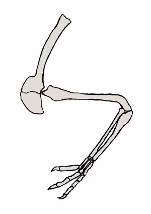 Gallimimus không có răng mà có một mỏ sừng keratin và có hàm dưới thanh tú. Nhiều đốt sống có các khe hở dùng để chứa đầy không khí. Cổ dài hơn nhiều so với phần thân. Bàn tay có ngắn nhất trong số các ornithomimosaur và mỗi bàn tay có ba ngón với móng vuốt cong. Các chi trước rất yếu trong khi các chân sau dài tương đối.