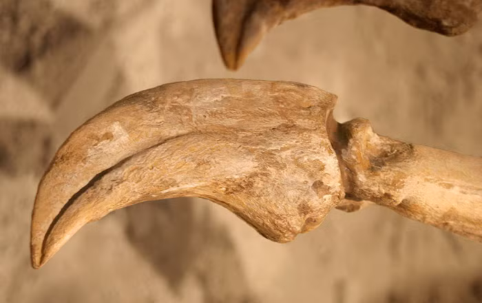 Ít nhất một trong những mẩu xương từ loài ornithomimosaur này cho thấy rằng con khủng long khoảng 14 tuổi khi nó chết, với độ tuổi và kích thước cơ thể tương tự như những loài ornithomimosaur lớn khác được tìm thấy ở những nơi khác. Nhưng nghiên cứu mới cũng đề xuất rằng một con khủng long giống đà điểu thậm chí còn lớn hơn đã lang thang ở Mississippi cổ đại.