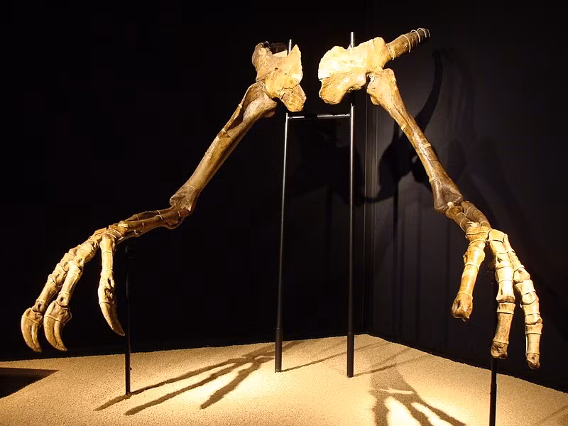 Một trong số chúng có kích thước tương tự như Gallimimus - một loài khủng long chân thú sống ở nơi bây giờ là Mông Cổ vào cuối kỷ Phấn trắng, khoảng 70 triệu năm trước. Gallimimus là loài ornithomimid lớn nhất được biết đến; con trưởng thành dài khoảng 6 mét, cao 1,9 mét ở hông và nặng khoảng 440 kg.