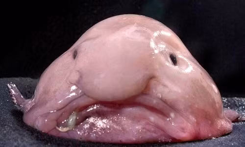 "Mr Blobby" là tên mẫu vật cá giọt nước bắt được ngoài khơi New Zealand do Kerryn Parkinson chụp hình trong chuyến thám hiểm NORFANZ năm 2003, theo IFL Science. Năm 2013, ảnh chụp Mr Blobby được dùng làm hình đại diện cho cá giọt nước trong cuộc bình chọn sinh vật xấu nhất thế giới.
