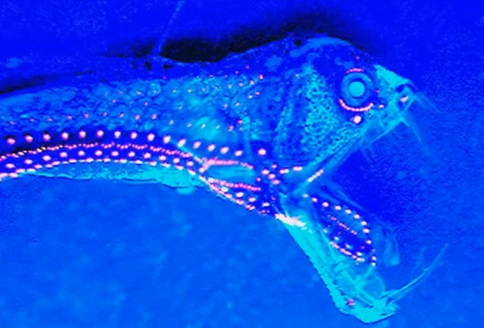  11. Cá viperfish phát sáng để dụ thức ăn vào miệng. 