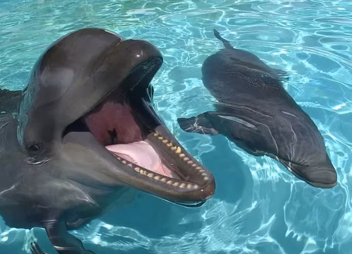  5. Wholphin: Động vật lai giữa cá ông chuông đực và cá heo cái. Cá ông chuông có ngoại hình giống cá voi sát thủ, nhưng chung họ với cá heo.