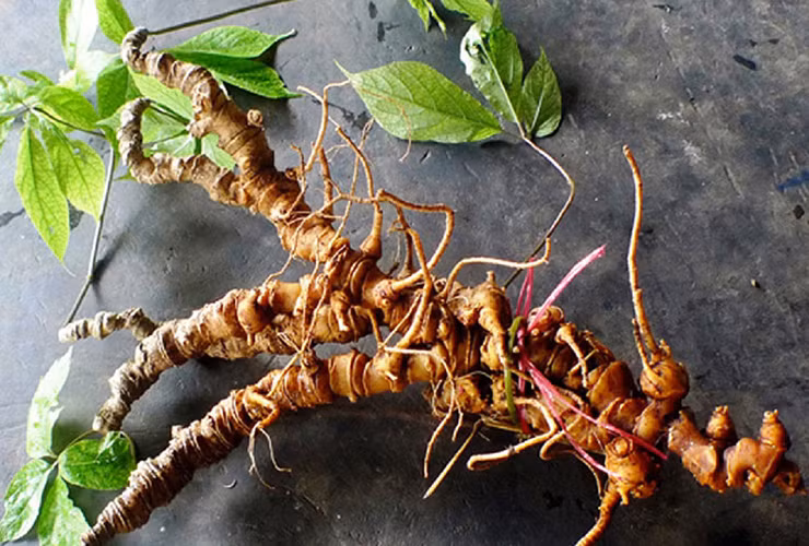 Tại Trung Quốc, tiết trúc sâm có thể bán với giá lên tới 1.000 NDT/kg, tương đương 3,5 triệu đồng/kg.