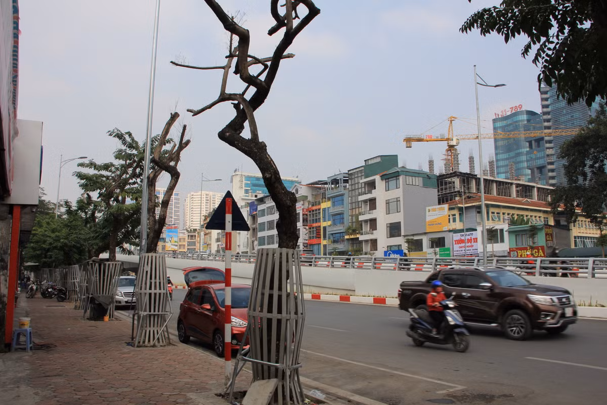 Trước đó, thực hiện dự án xây dựng cầu vượt tại nút giao đường Hoàng Quốc Việt - Nguyễn Văn Huyên và hoàn thiện đường Nguyễn Văn Huyên theo quy hoạch (đường Vành đai 2,5), ngày 20/3/2020, Sở Xây dựng Hà Nội đã bàn giao hơn 100 cây bóng mát trên đường Nguyễn Văn Huyên (trong phạm vi dự án) cho Ban Quản lý dự án đầu tư xây dựng công trình giao thông Hà Nội - Chủ đầu tư Dự án xây dựng cầu vượt để thực hiện dịch chuyển vào vị trí hè mới trên đường Nguyễn Văn Huyên theo hướng dẫn của Sở Xây dựng. Trong số này có 34 cây sưa.