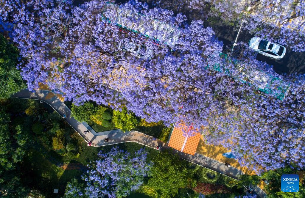 Những ngày đầu tháng 5, các con phố trên khắp thành phố Côn Minh chìm trong sắc màu mộng mơ của hoa phượng tím nở rộ. (Ảnh: Xinhua, Chinadaily)