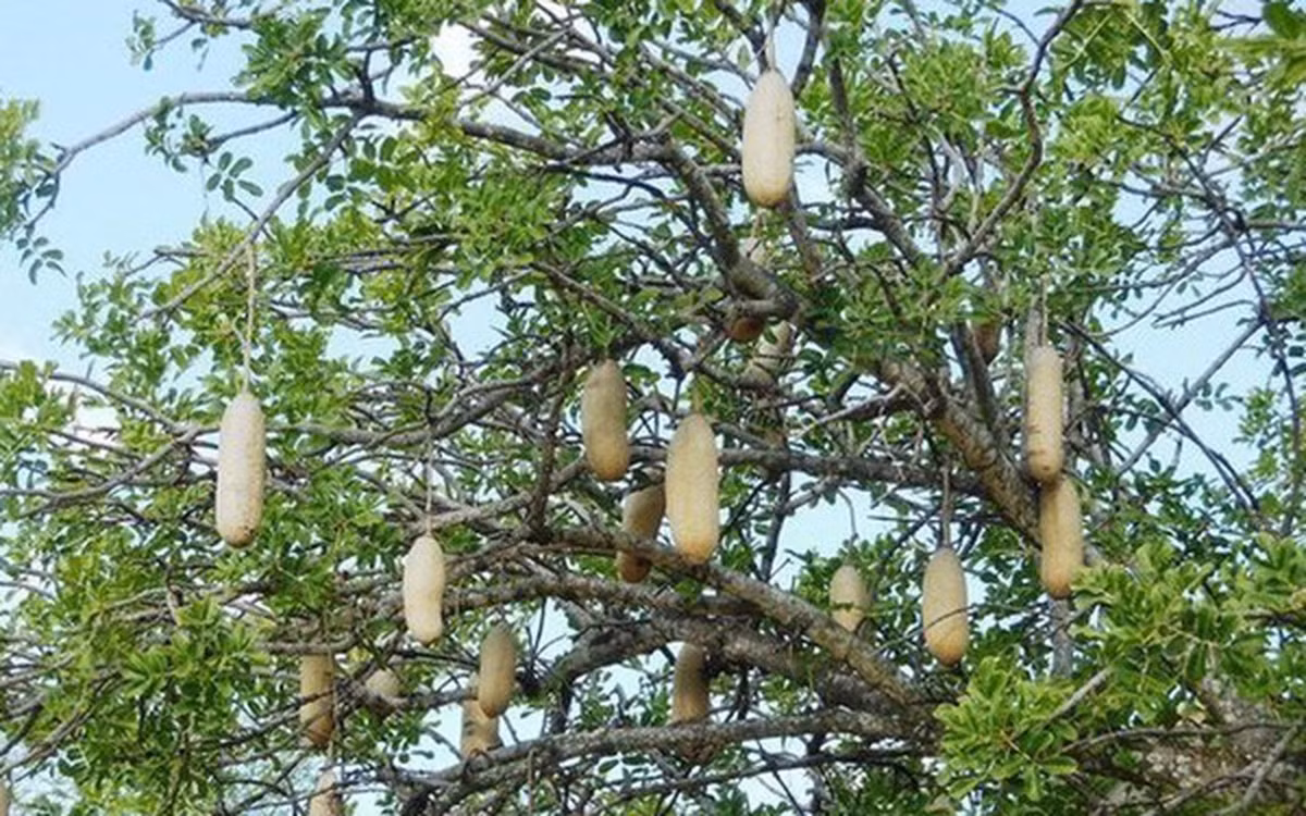 Kinh ngac loai “cay xuc xich” cuu doi nguoi dan chau Phi-Hinh-4