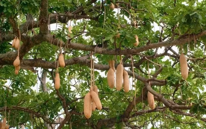Kinh ngac loai “cay xuc xich” cuu doi nguoi dan chau Phi-Hinh-3