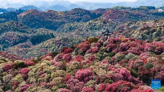 Thời điểm này, những đồi hoa đỗ quyên nở rộ tạo nên khung cảnh thiên nhiên rực rỡ sắc màu, thu hút nhiều người dân, du khách đến thưởng lãm.