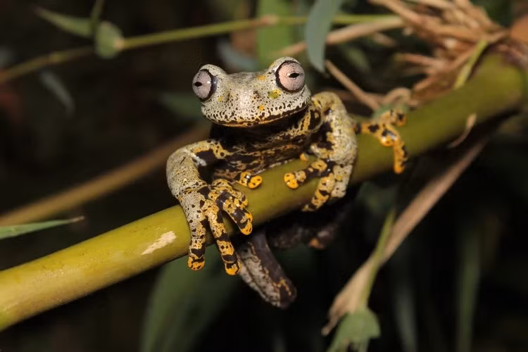  3. Ếch cây suối (Hyloscirtus tolkieni). Loài ếch này được phát hiện ở sườn phía đông nam của dãy Cordillera Oriental thuộc Công viên Quốc gia Río Negro-Sopladora của Ecuador. Chúng thường được tìm thấy gần các con suối.