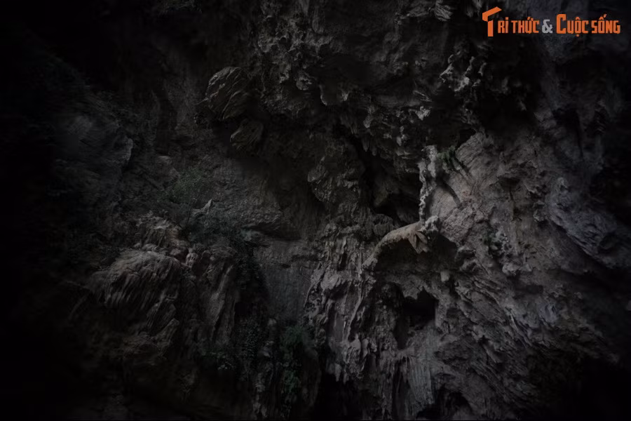 Tương truyền, "tua ngưởc" là sự báo hiệu cho cái chết sắp đến, và những người nhìn thấy sinh vật huyền bí này sẽ hồn lìa khỏi xác. Vẫn có một số ít người có thể sống sót nhưng bị đau ốm triền miên.