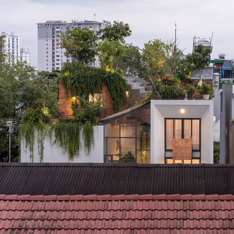 Nho co san thuong trong cay ma nha pho xanh y nhu nha vuon