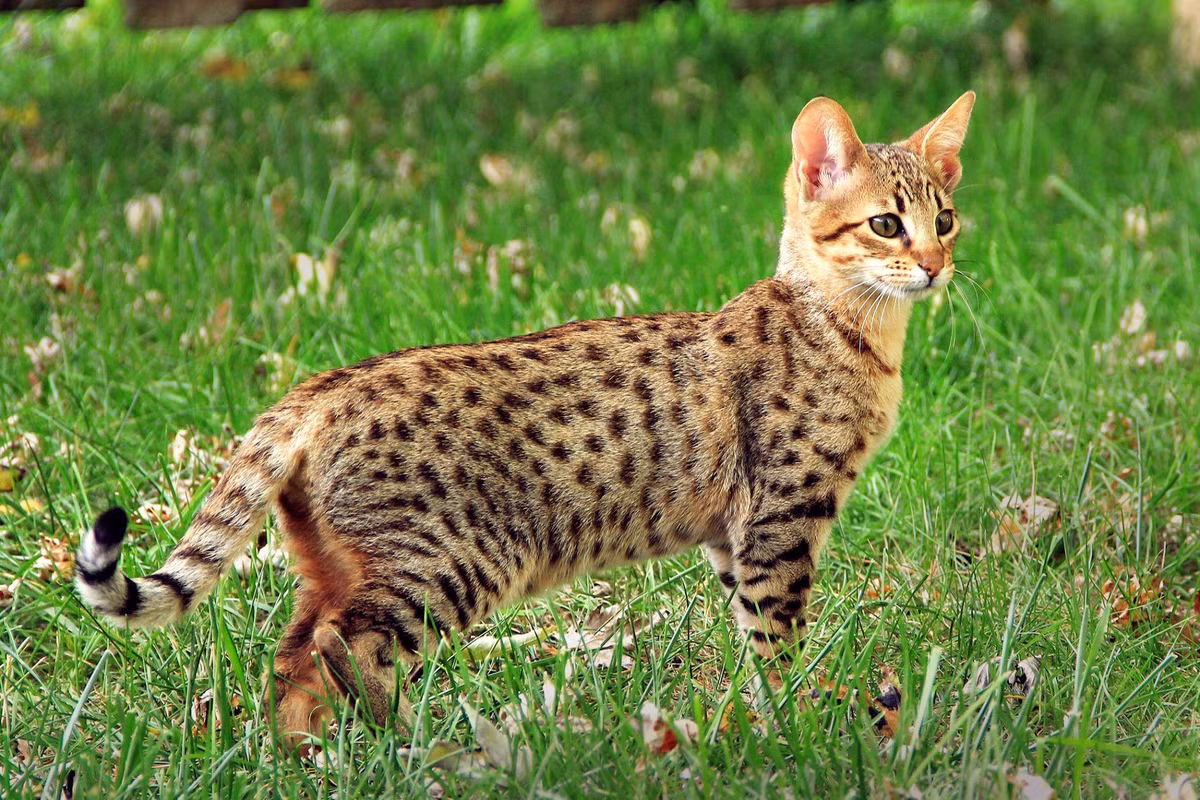 6. Mèo Savannah: Mèo Savannah là loài mèo lai, kết hợp giữa mèo rừng châu Phi và mèo nhà. Những chú mèo này có đôi chân dài, di truyền từ loài mèo rừng châu Phi. Ảnh:The Spruce Pets
