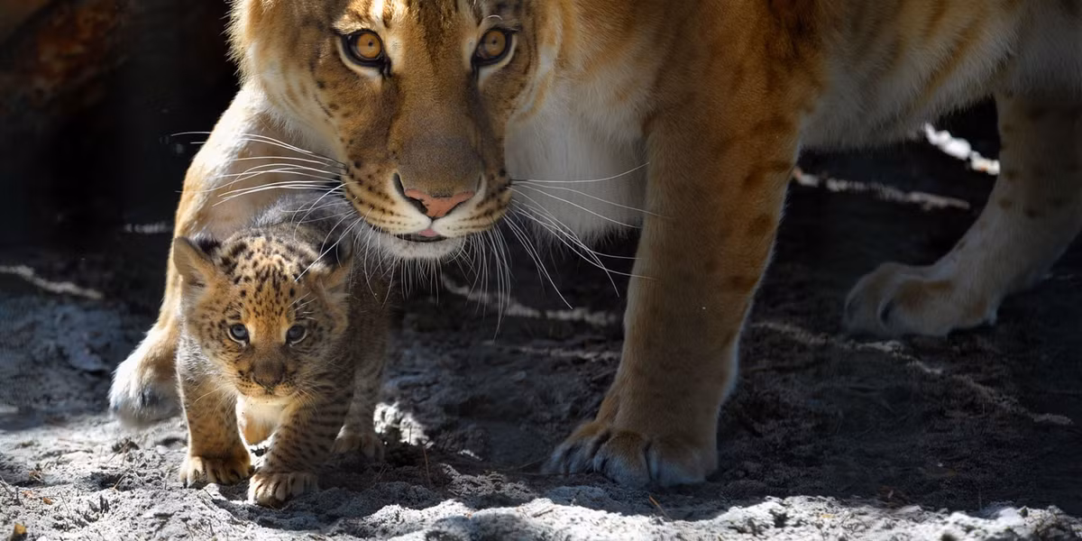 5. Liger hoặc Tigon (sư hổ): Là loài lai giữa sư tử đực và hổ cái, liger không xuất hiện tự nhiên vì hai loài động vật này không cùng chung môi trường sống. Tigon là kết quả của sự giao phối giữa hổ đực và sư tử cái. Ảnh:National Geographic