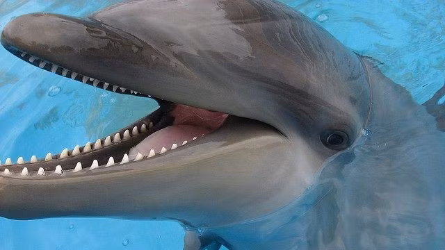 7. Cá heo voi: Là kết quả của một con cá voi sát thủ đực giao phối với một con cá heo mũi chai cái. Cả cá voi sát thủ giả và cá heo mũi chai đều thuộc họ cá heo. Mặc dù các nhà khoa học không hiểu sâu về mối quan hệ xã hội của cá voi sát thủ, nhưng họ biết rằng chúng phát triển tình bạn với cá heo mũi chai. Ảnh:Pin page