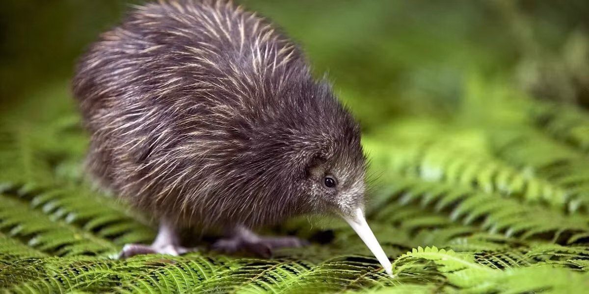 Mỏ của chim Kiwi không chỉ là một phiên bản rất nhọn của mũi. Nó cũng là một máy dò rung. Kiwi có các hố cảm giác ở đầu mỏ, cho phép chúng cảm nhận được con mồi đang di chuyển dưới lòng đất. Kiwi thậm chí có thể thực hiện động tác trồng cây chuối bằng đầu trên mỏ của mình.