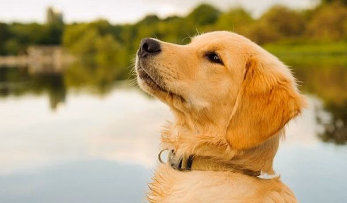 Những người tuổi Tuất trong thời gian này sẽ tìm được định hướng phát triển suôn sẻ và lựa chọn đúng đắn trong sự nghiệp giúp họ phát huy được tài năng. Họ sẽ tiếp xúc với vô số cơ hội kiếm tiền và họ có thể nhanh chóng gia tăng số tiền tiết kiệm của mình. (*Thông tin trong bài chỉ mang tính chiêm nghiệm, tham khảo).