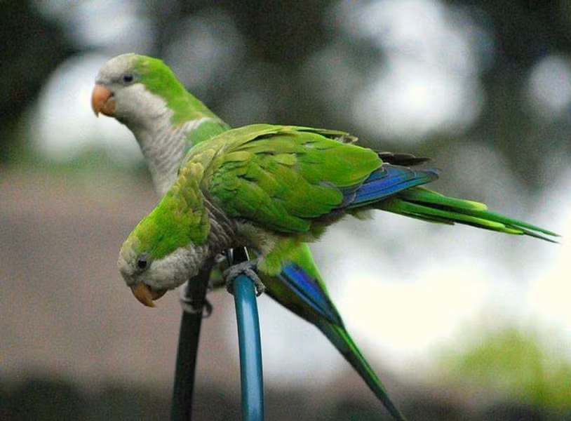 Monk Parakeet hay chim Yến Phụng hoặc chim vẹt Thầy Tu có khả năng biết nói nếu như được con người dạy dỗ. Nhưng khả năng ngôn ngữ của loài chim thông minh này phụ thuộc khá nhiều vào tần số mà các từ được lặp lại từ người dạy.