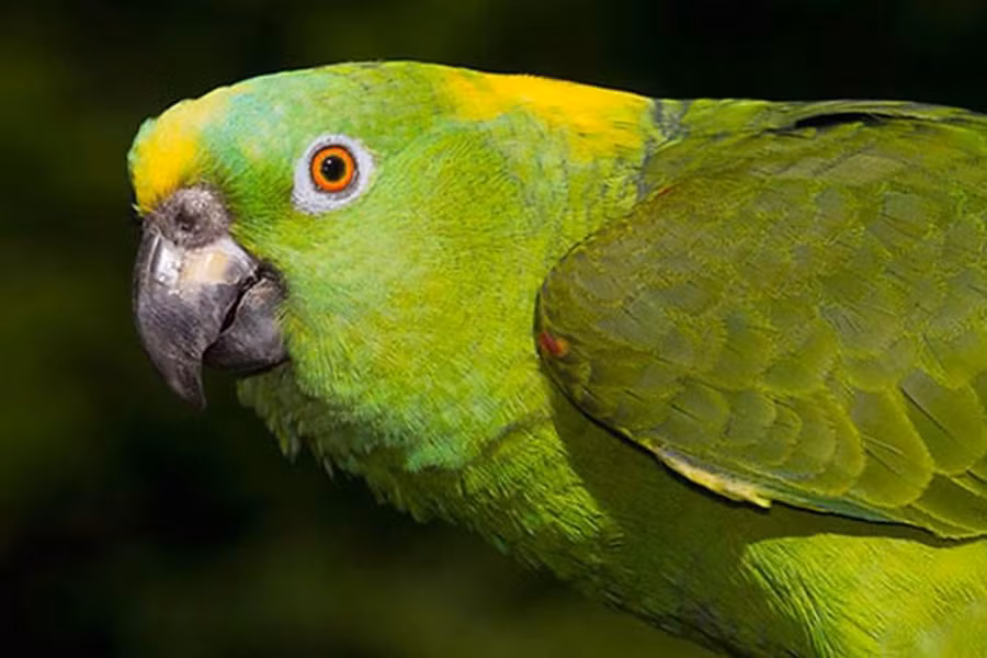Vẹt Yellow-naped Amazon không chỉ có khả năng bắt chước được ngôn ngữ mà cách phát âm của chúng lại chuẩn xác đến mức bạn phải ngạc nhiên. Thậm chí, loài vẹt này còn có thể lặp lại một bài hát đơn giản mà chúng thường nghe.