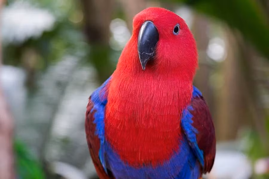 Vẹt Eclectus Parrot là loài chim có khả năng phát âm rõ ràng nhất về từ vựng trong các loài chim biết nói. Ngoài ra loài chim này còn có thể bắt chước các âm thanh từ môi trường xung quanh và hát một bài hát trọn vẹn với giai điệu quen thuộc.