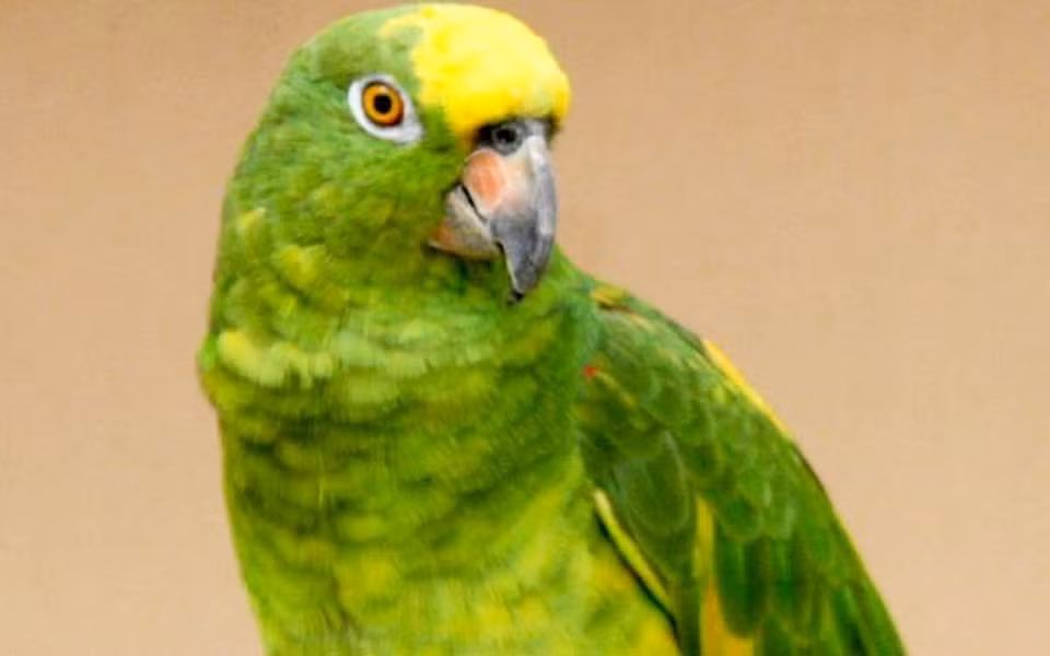Yellow-crowned Amazon cũng là một loài chim vẹt biết nói, tuy nhiên khả năng nói của loài này không đồng đều giữa các con, một số nói rất tốt trong khi đó có những con không bao giờ nói chuyện. Các yếu tố về môi trường sống, tần suất tương tác với con người sẽ ảnh hưởng tới khả năng ngôn ngữ của chúng.