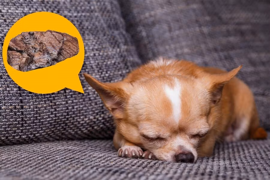 Chó mơ về điều gì? Có lẽ là những gì chúng trải qua trong cuộc sống thực của mình.Vào những năm 1960, nhà khoa học thần kinh Michel Jouvet đã nghiên cứu những con mèo bị tổn thương cầu não, phần thân não chịu trách nhiệm cho chứng teo cơ, ngăn cản động vật di chuyển trong giấc ngủ REM. Về mặt kỹ thuật, khi ngủ, chúng nhảy và cào cấu, một dấu hiệu rõ ràng cho thấy chúng đang mơ chính xác những gì bạn mong đợi: đuổi theo con mồi. Ảnh:TAILored Pet Services
