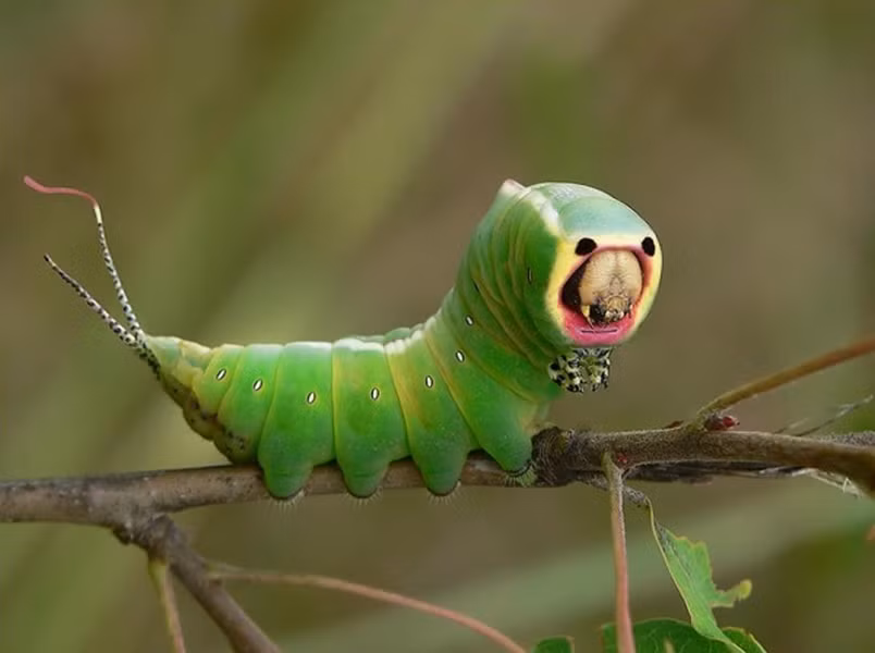 Sâu bướm Puss Moth: Để đối phó với kẻ thù, cơ thể sâu bướm biến thành hình khuôn mặt đáng sợ để dọa.