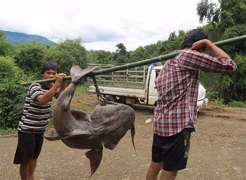 Cá chiên: Có tên khoa học Bagarius bagarius. Đây là loài cá da láng trong chi Bagarius, sinh sống ở các con sông lớn ở Nam Á và Đông Nam Á.
