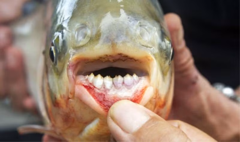 2. Cá Piranha Paku. Loại cá này rất lớn và có thể nuốt chửng cả người lớn chỉ trong một nhát cắn.