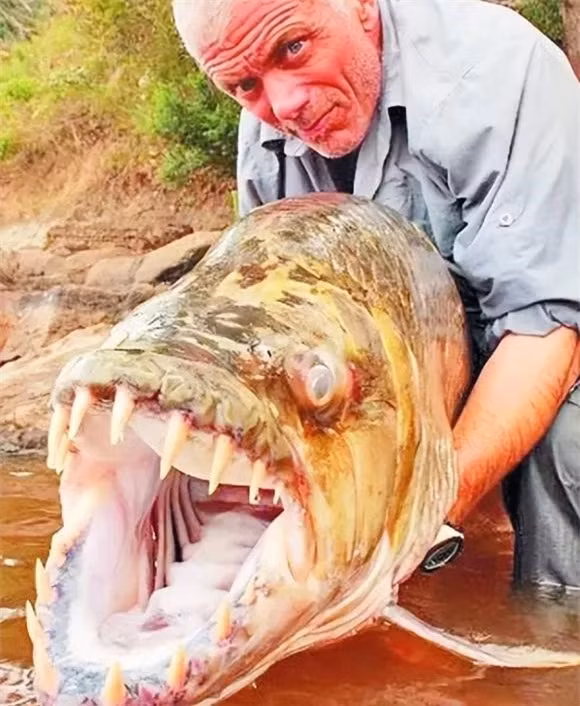 Cá Paku có quan hệ gần với loài Piranha. Loài cá này được biết đến vì có hàm răng giống răng người. Cá Paku trưởng thành có thể dài tới 90 cm, nặng 25 kg.