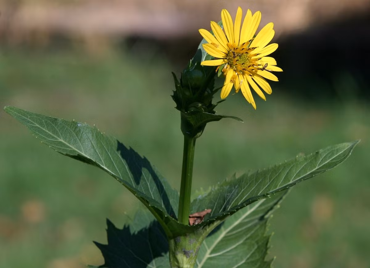 1. Silphium: Được mô tả như một cây thì là khổng lồ, loài cây này có nguồn gốc ở vùng Cyrene (nay là một phần của Libya. Tuy nhiên, ghi chép lịch sử không có nhiều điều để nói về nó cho đến khi một nhóm thực dân Hy Lạp đến vào năm 630 trước Công nguyên và hoàn toàn phát cuồng vì nó. Họ trở nên giàu có nhờ bán loại cây này trên khắp Địa Trung Hải và đam mê với đến mức in nó lên đồng xu của mình. Ảnh: Wikimedia