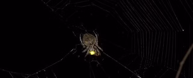 Nếu xét riêng lẻ, điều này có thể không có ý nghĩa gì nhiều. Nhưng trong những chuyến thám hiểm sau đó, ông cũng phát hiện ra điều tương tự. Hiếm khi thấy đom đóm cái mắc vào lưới. Các nhà nghiên cứu đã dành nhiều đêm để nghiên cứu loài nhện và phát hiện ra rằng hành vi của đom đóm thậm chí còn kỳ lạ hơn. Ảnh:ScienceAlert