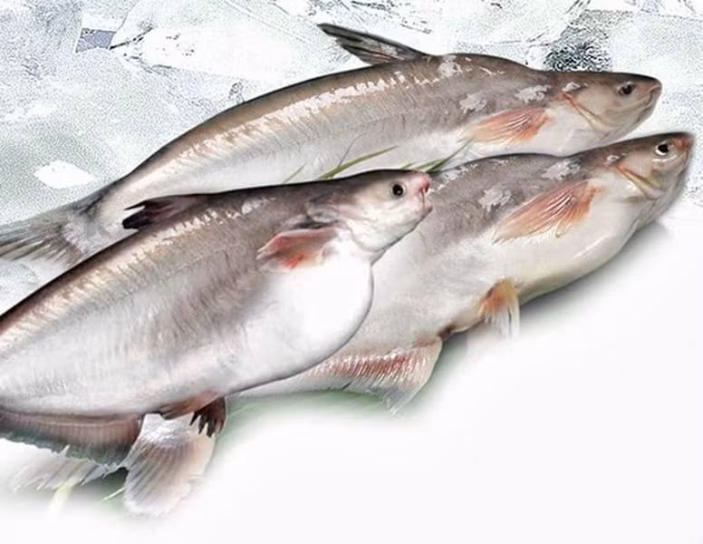 Cá dứa không có ngạnh. Cá trưởng thành có thể đạt trọng lượng 15kg - 20kg.