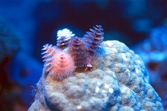 10. Giun cây thông: Loài giun này có tên khoa học là Spirobranchus giganteus, phân bố rộng rãi khắp các đại dương nhiệt đới trên thế giới, từ vùng biển Caribbean cho đến Ấn Độ – Thái Bình Dương. Điểm đặc biệt dễ nhận thấy nhất của loài giun này đó là hai “chiếc vương miện” giống như 2 cây thông Giáng sinh.