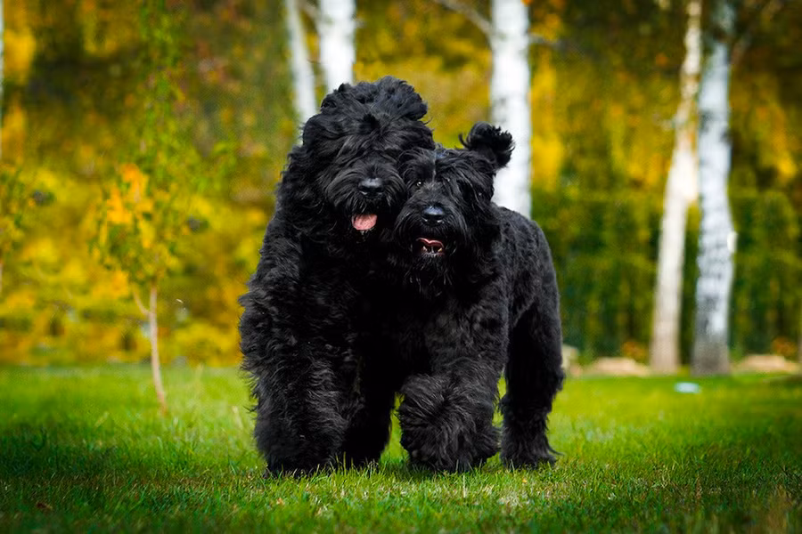 Loài 'Black Russian Terrier' được sử dụng để tuần tra biên giới cùng với binh sĩ và phù hợp với nhu cầu quân sự như kéo xe trượt, vận chuyển vật tư vũ khí, thuốc nổ, tìm kiếm những người lính bị thương...