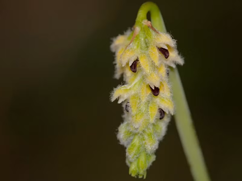 3. Lan hành Averyanov: Tên khoa học: Bulbophyllum averyanovii. Đặc điểm: Sống bám trên thân và cành cây gỗ trong rừng rậm nhiệt đới, ở độ cao khoảng 600 - 900m. Là loài đặc hữu rất đẹp của Việt Nam, mới chỉ gặp được ở điểm lấy mẫu thuộc tỉnh Gia Lai (Chư Pah: Gia Lu).