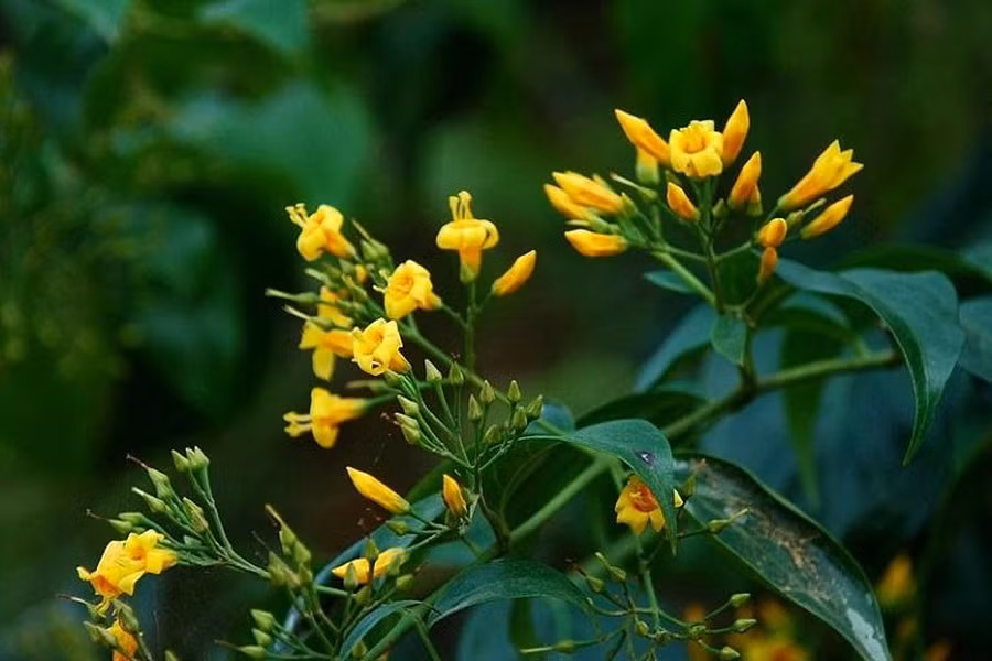 Lá ngón là một loại cây rất độc, có thể giết chết con người bất cứ lúc nào. Độc tố có trong lá ngón ngấm rất nhanh, có thể qua đường tiêu hóa chỉ trong 5 – 10 phút.