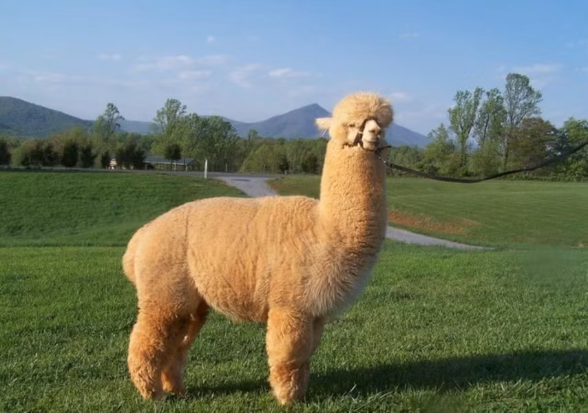 Lạc đà Alpaca có bộ lông rất dày, dài ra liên tục giúp chúng thích nghi với điều kiện khí hậu lạnh