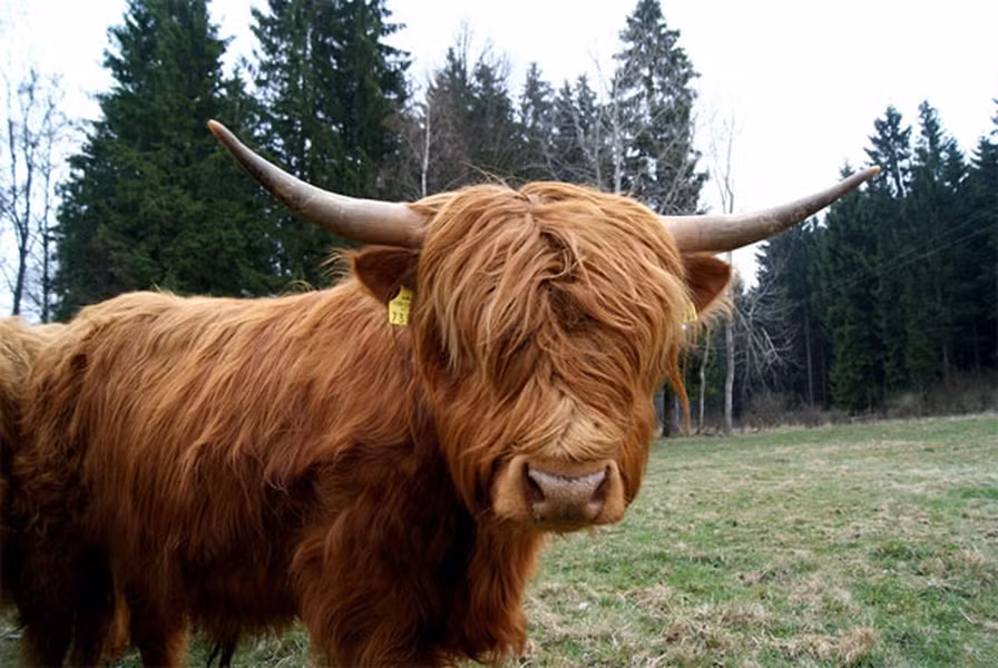 Cặp sừng đặc biệt và bộ lông dài nhất trong các loài bò của bò cao nguyên Scotland