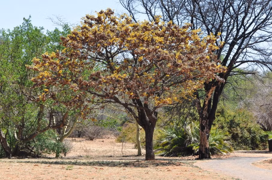 Pterocarpus angolensis là một loài cây thân gỗ có khả năng kỳ lạ - chảy máu